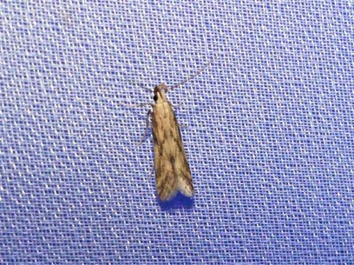 Réf. 286 715 : Metzneria sp.